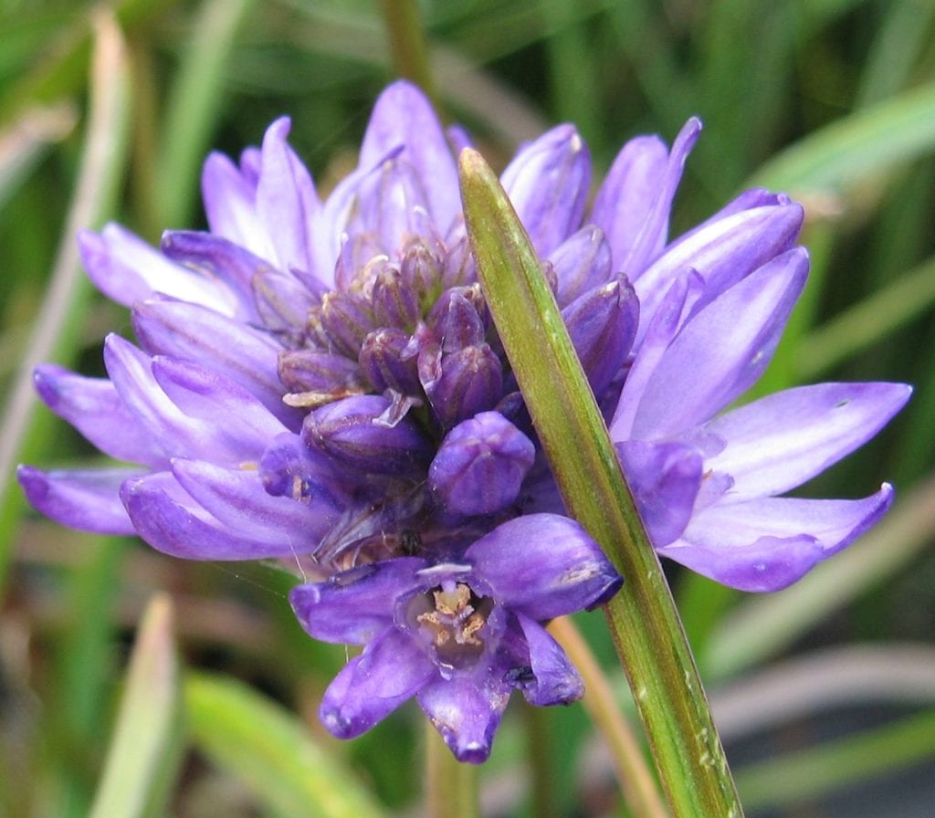 Dichelostemma congestum – Telos Rare Bulbs