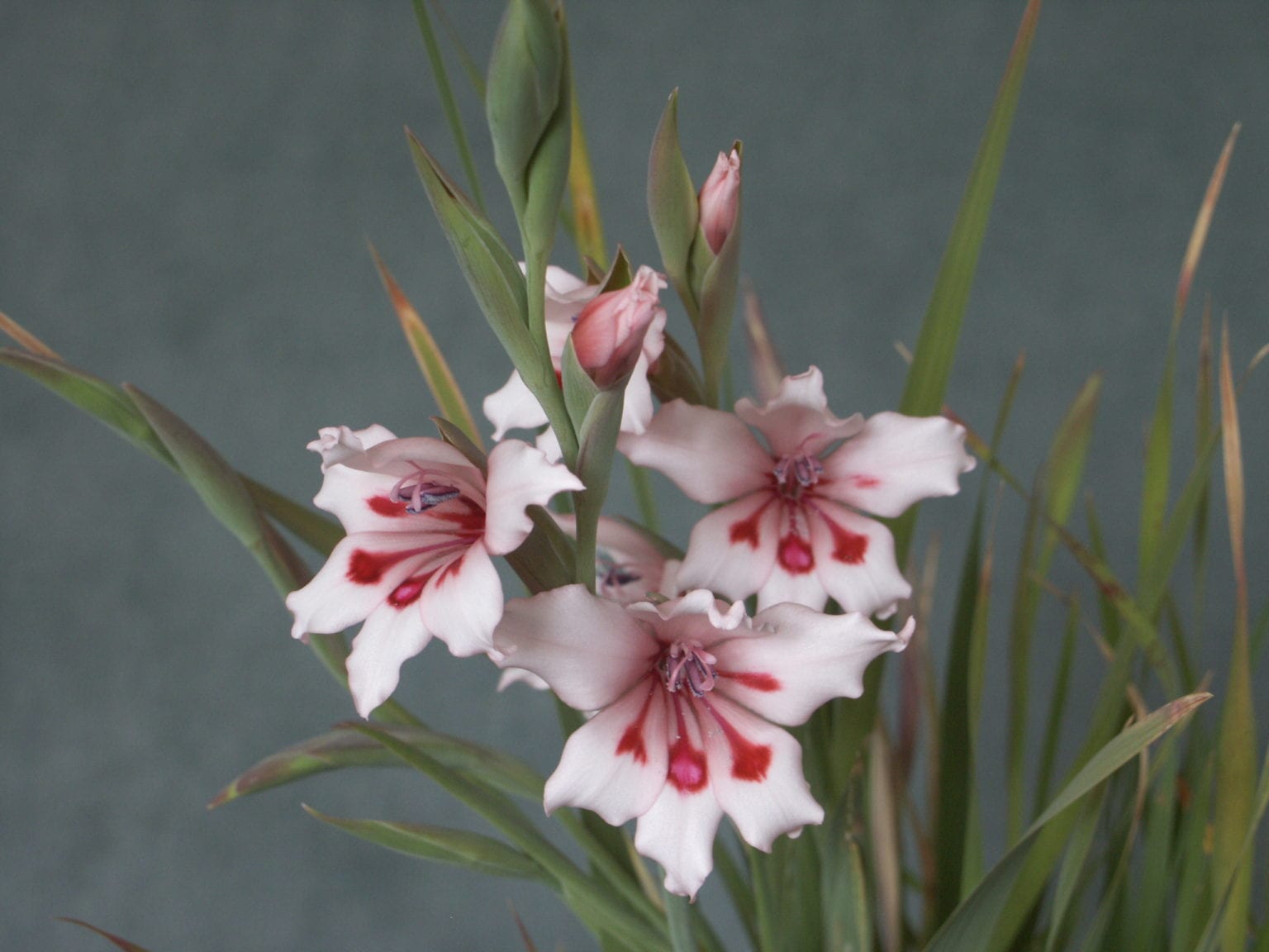 Gladiolus carneus – Telos Rare Bulbs