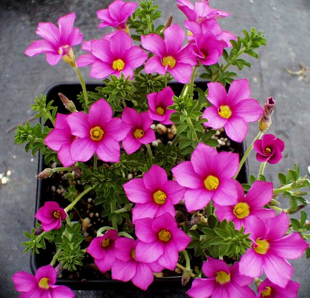 FLOWERING PLANT. RARE SOUTH AFRICAN BULB OXALIS HIRTA 'LILAC'