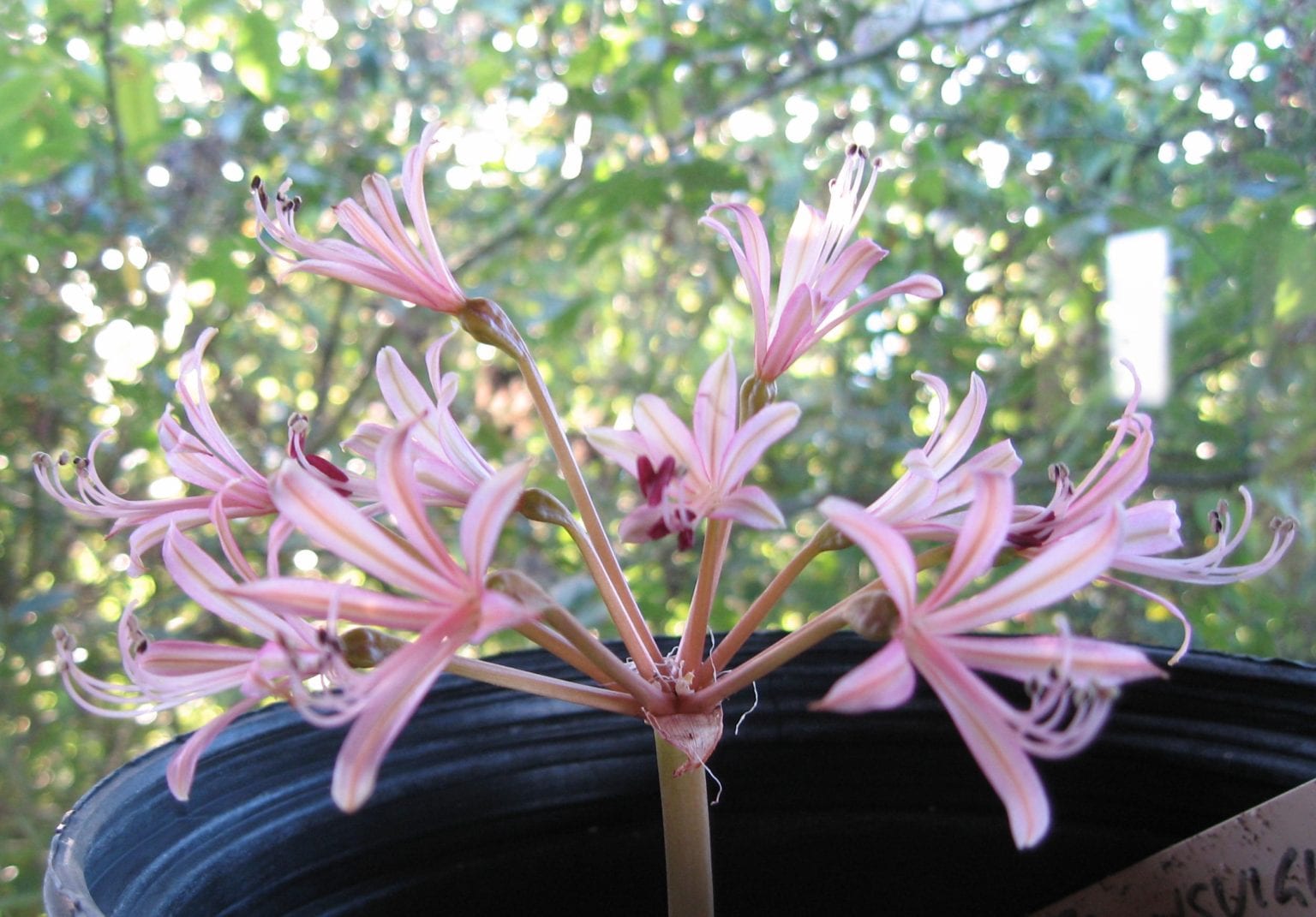 Brunsvigia minor – Telos Rare Bulbs