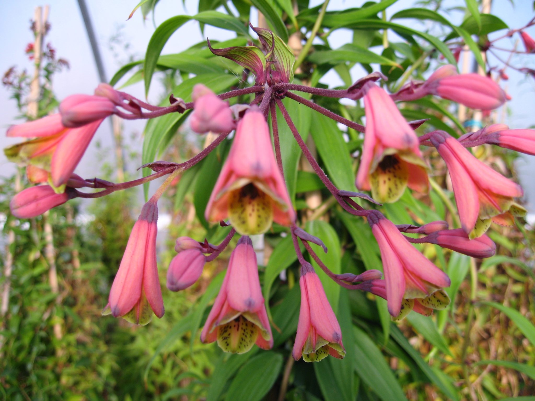 Bomarea hirtella – Telos Rare Bulbs