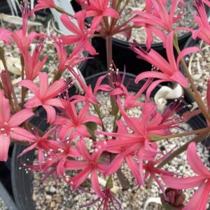Brunsvigia marginata x bosmaniae