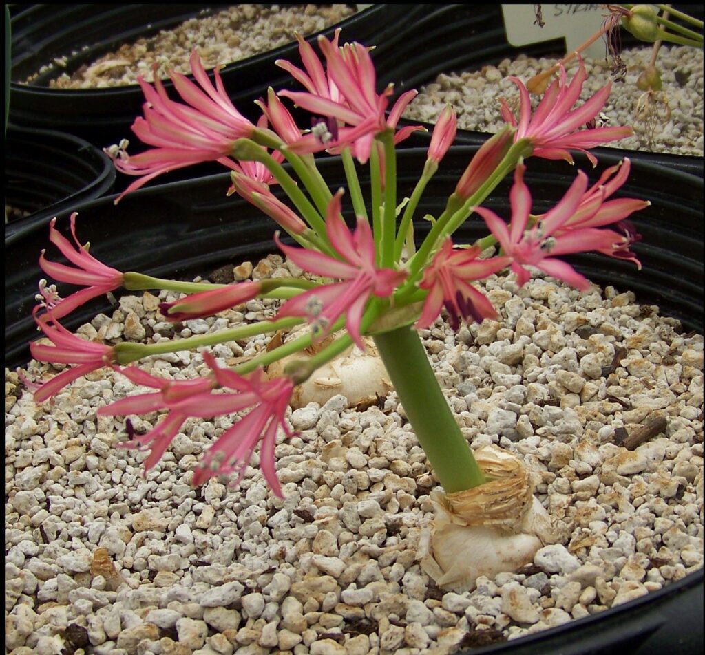 Brunsvigia littoralis x josephinae – Telos Rare Bulbs