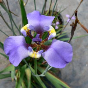 Cypella coelestis