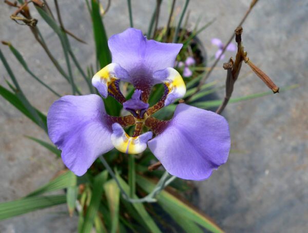 Cypella coelestis