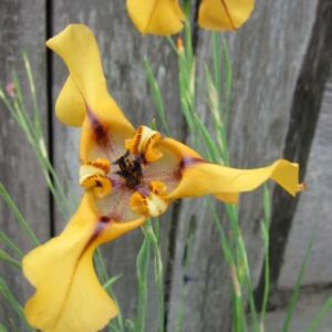 Cypella herbertii