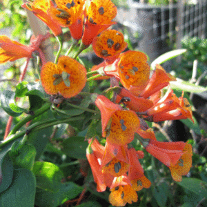 Bomarea petraea