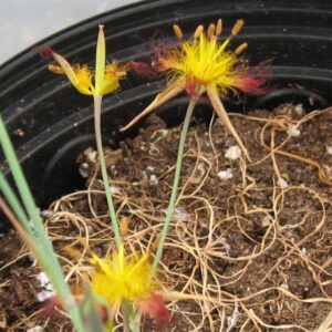 Calochortus obispoensis