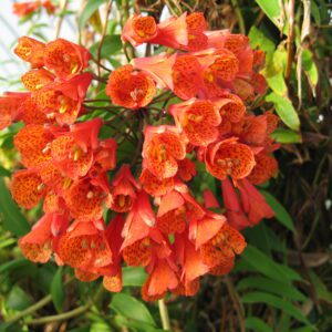 Bomarea caldasii