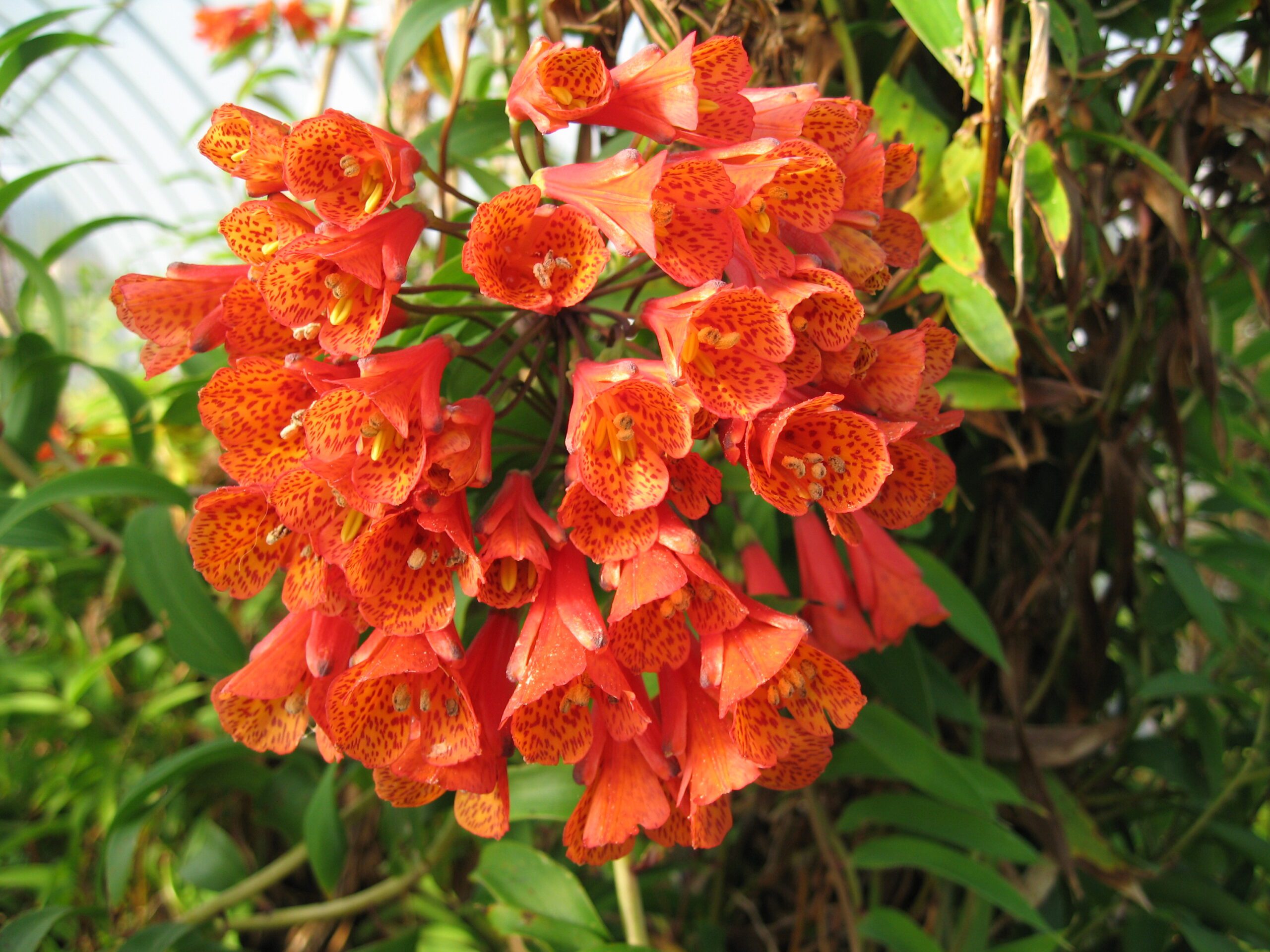 Bomarea caldasii