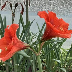 Hippeastrum intiflorum