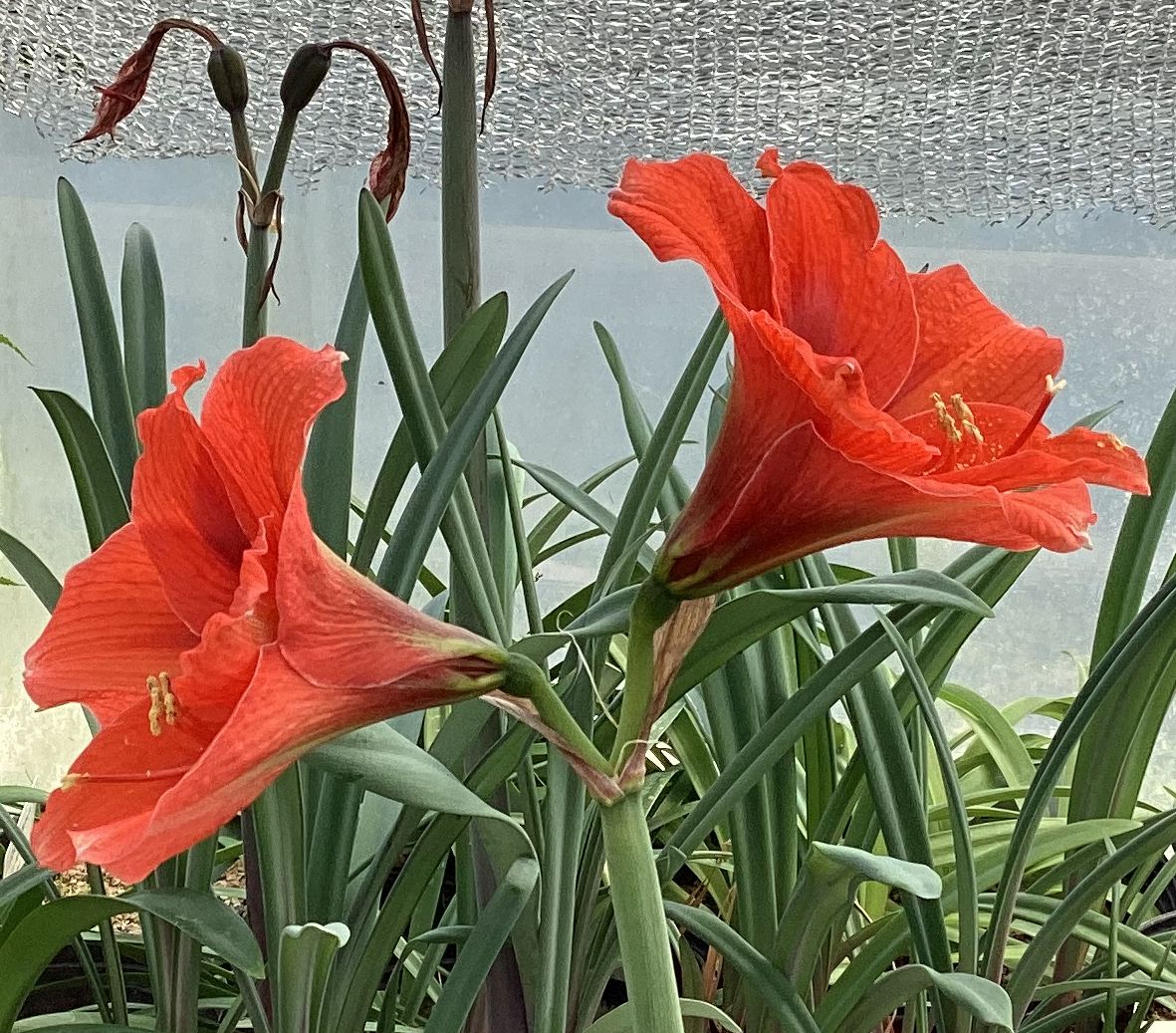 Hippeastrum intiflorum
